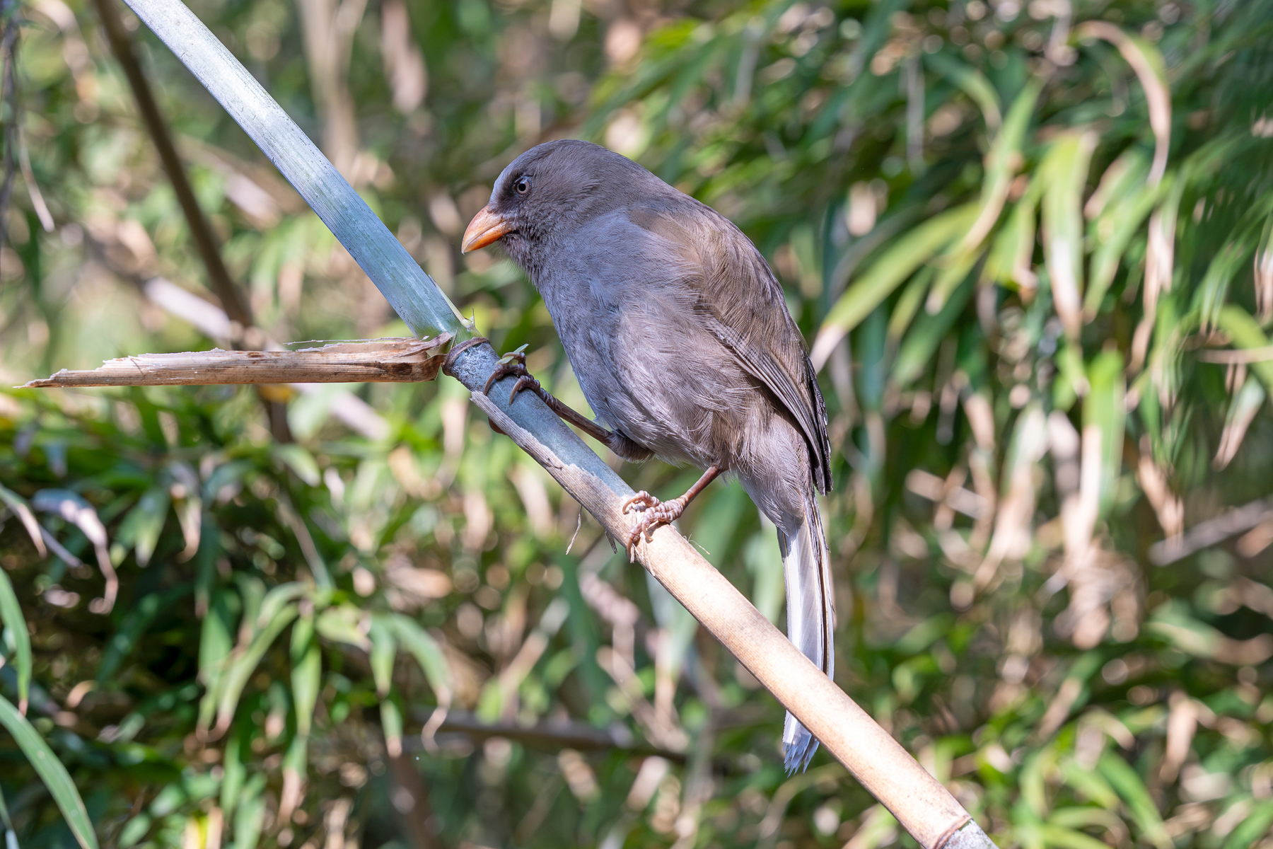 Great Parrotbill (image by Daniel Mirmilshsteyn)