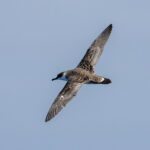 Great Shearwater (image by Mark Beaman)