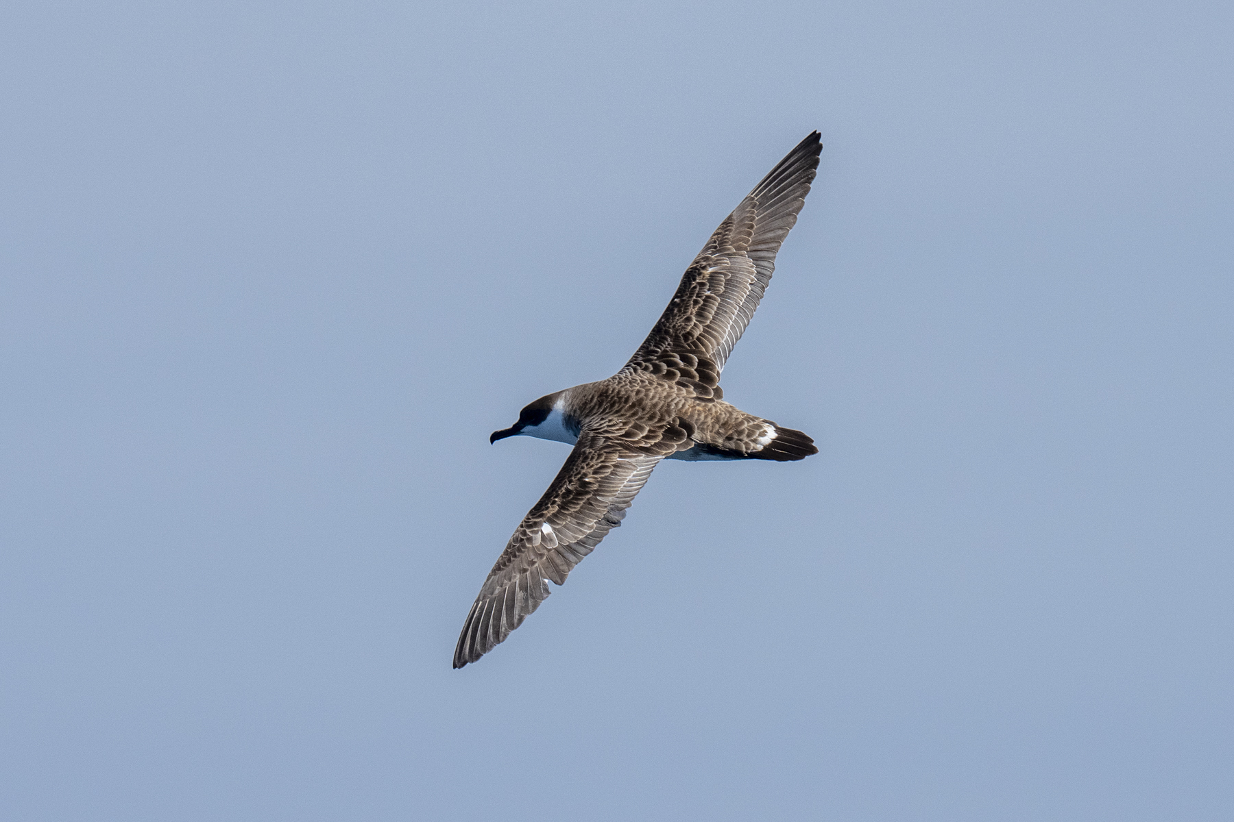Great Shearwater (image by Mark Beaman)