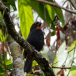 Greater Antillian Bullfinch (image by Eustace Barnes)