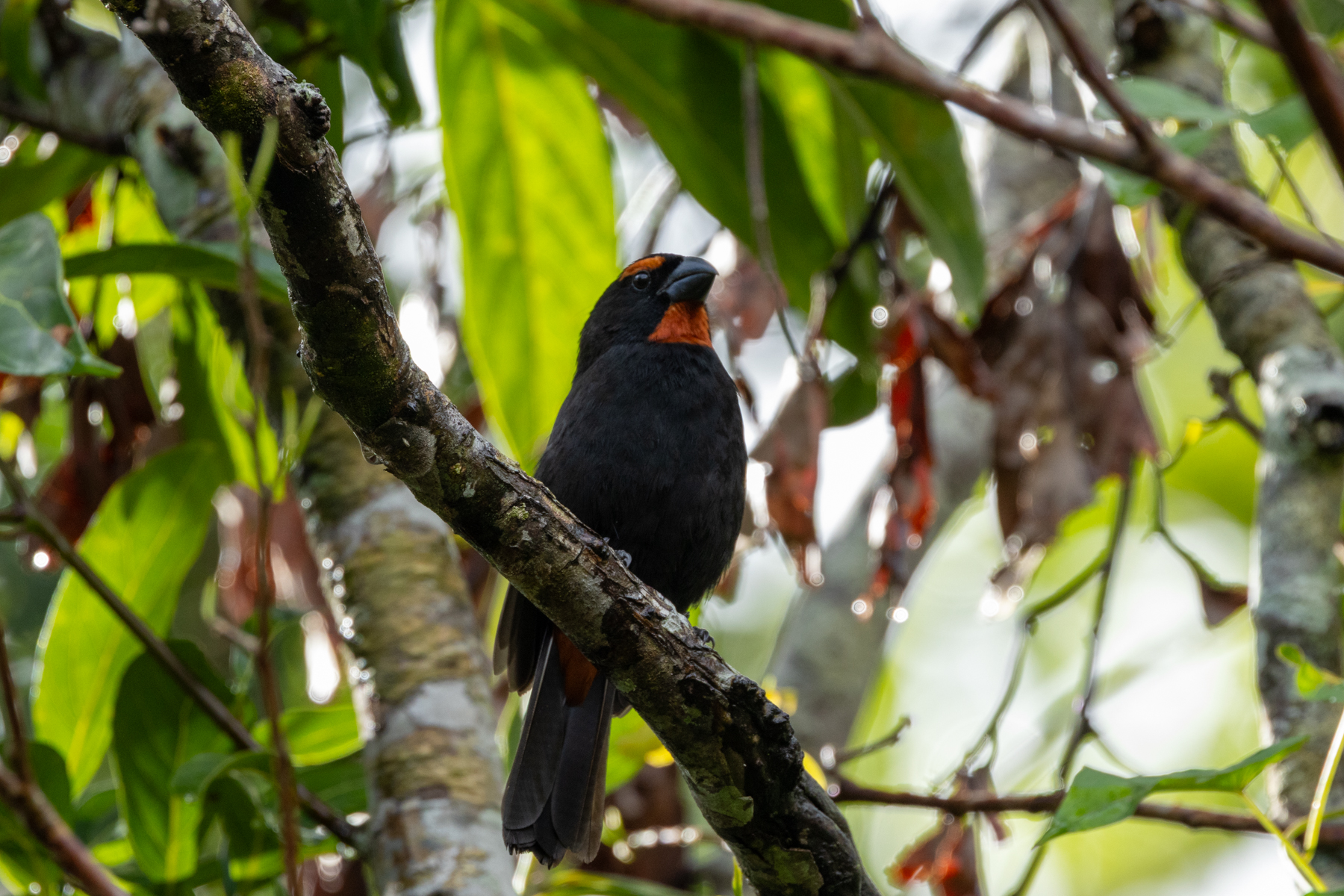 Greater Antillian Bullfinch (image by Eustace Barnes)