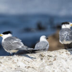 Greater Crested Terns (image by Mark Beaman)