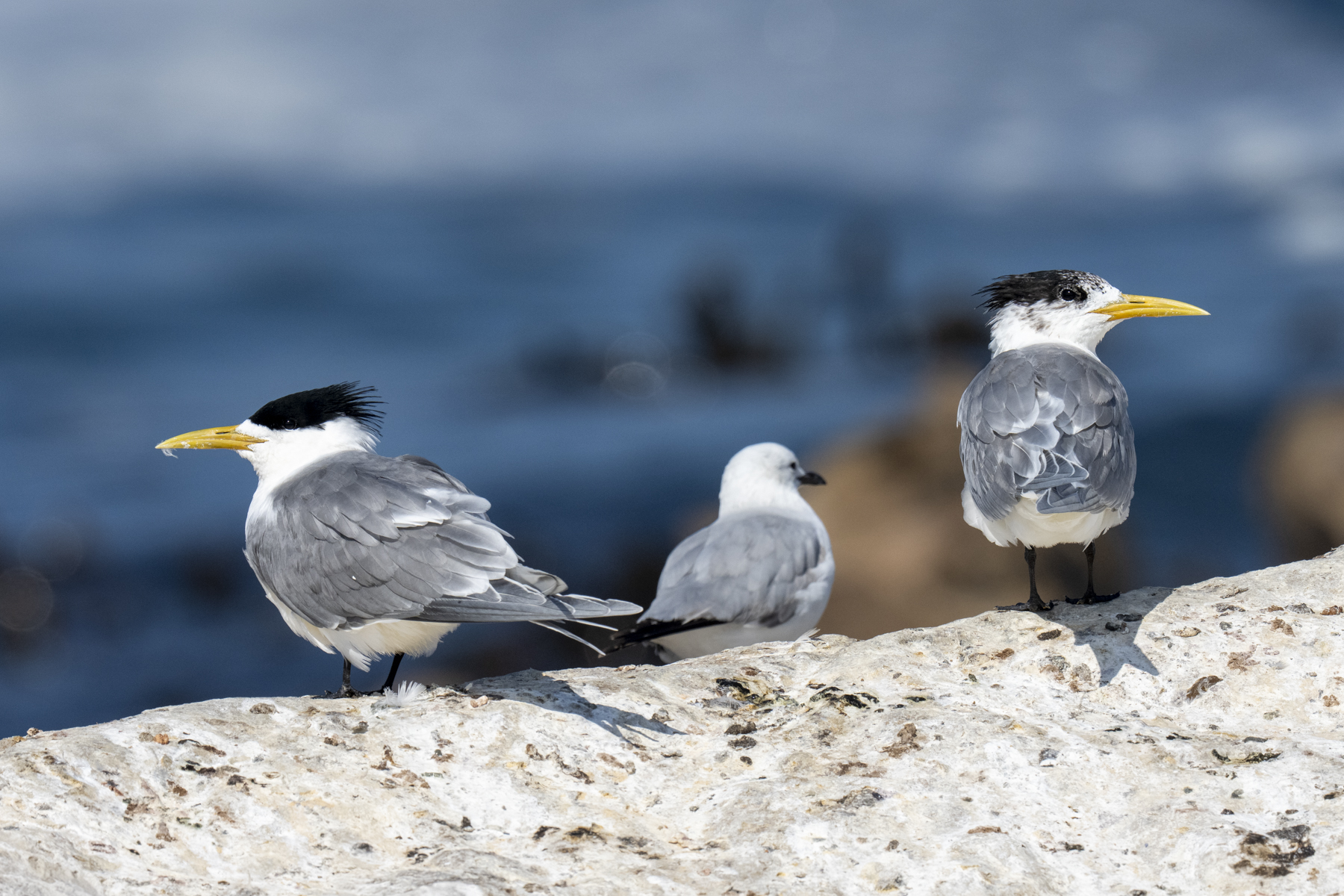 Greater Crested Terns (image by Mark Beaman)