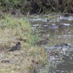 Greater Painted-snipes (image by Dani Balla)