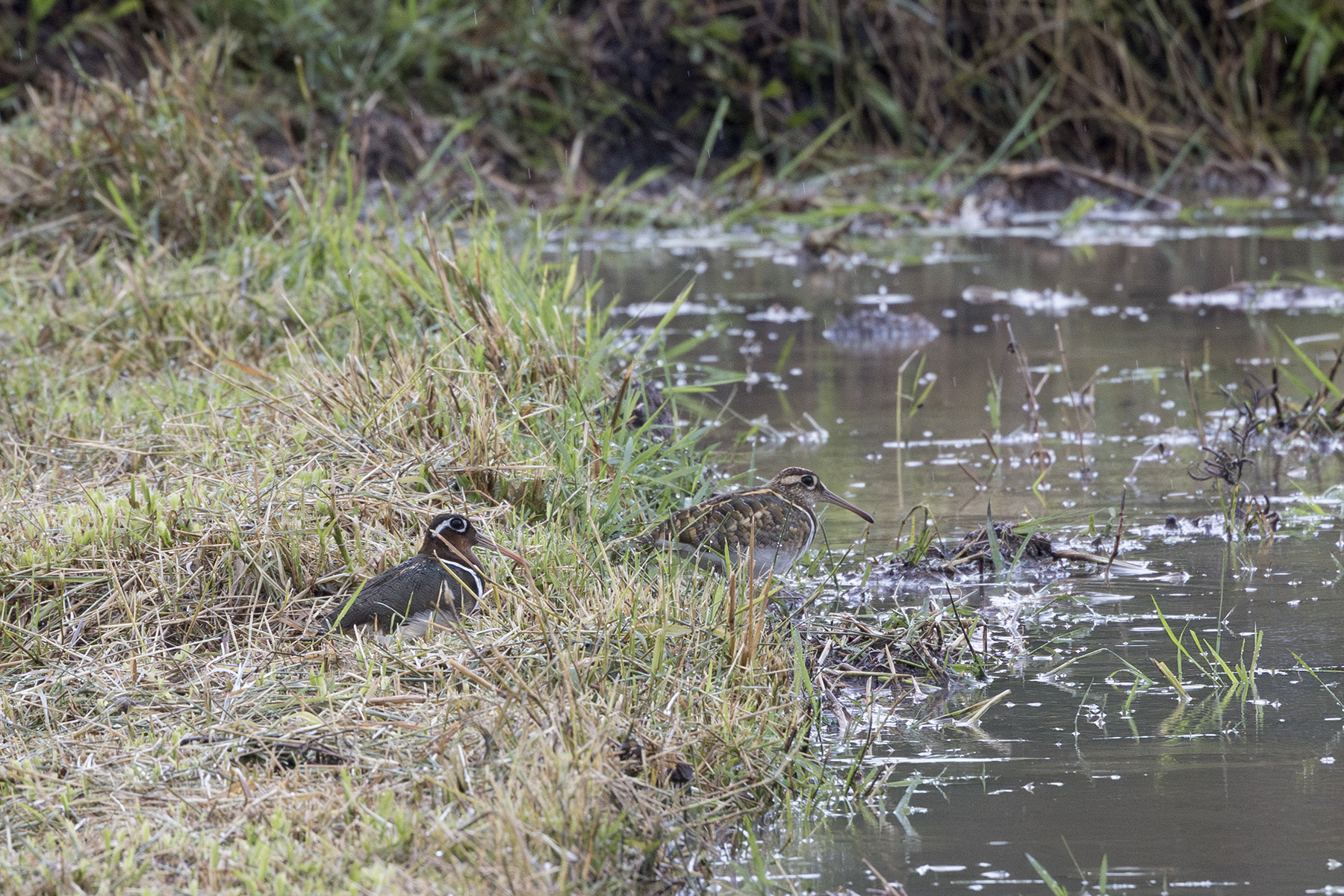Greater Painted-snipes (image by Dani Balla)