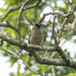 Green Barbet (image by Mark Beaman)