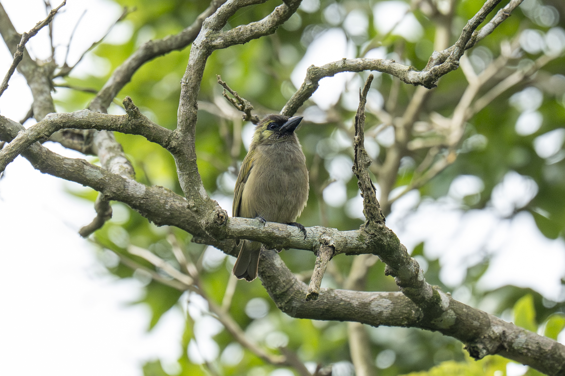 Green Barbet (image by Mark Beaman)