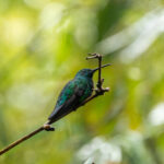 Green Mango (image by Eustace Barnes)