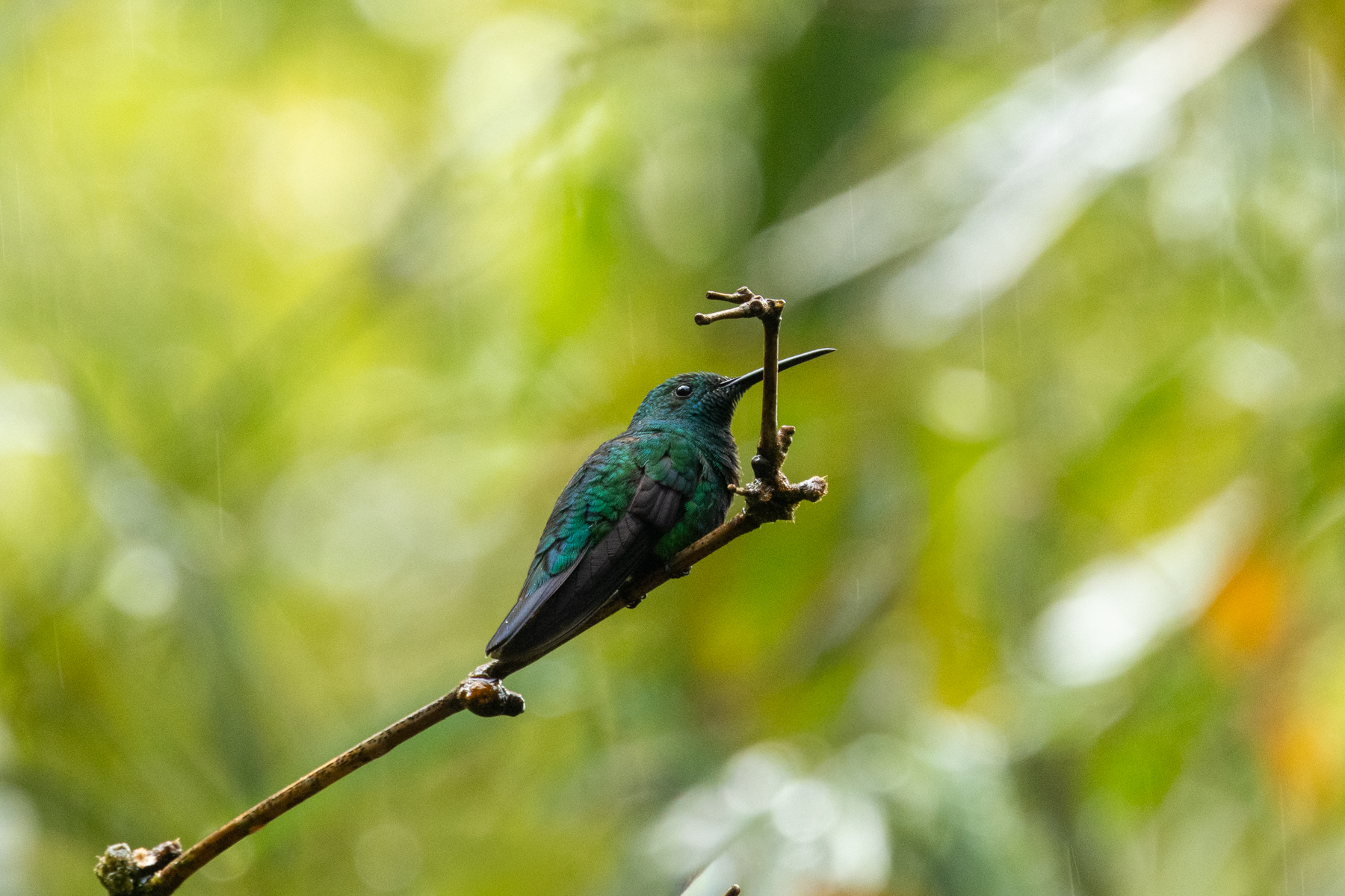 Green Mango (image by Eustace Barnes)