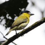 Green-backed Becard (image by Leo Garrigues)