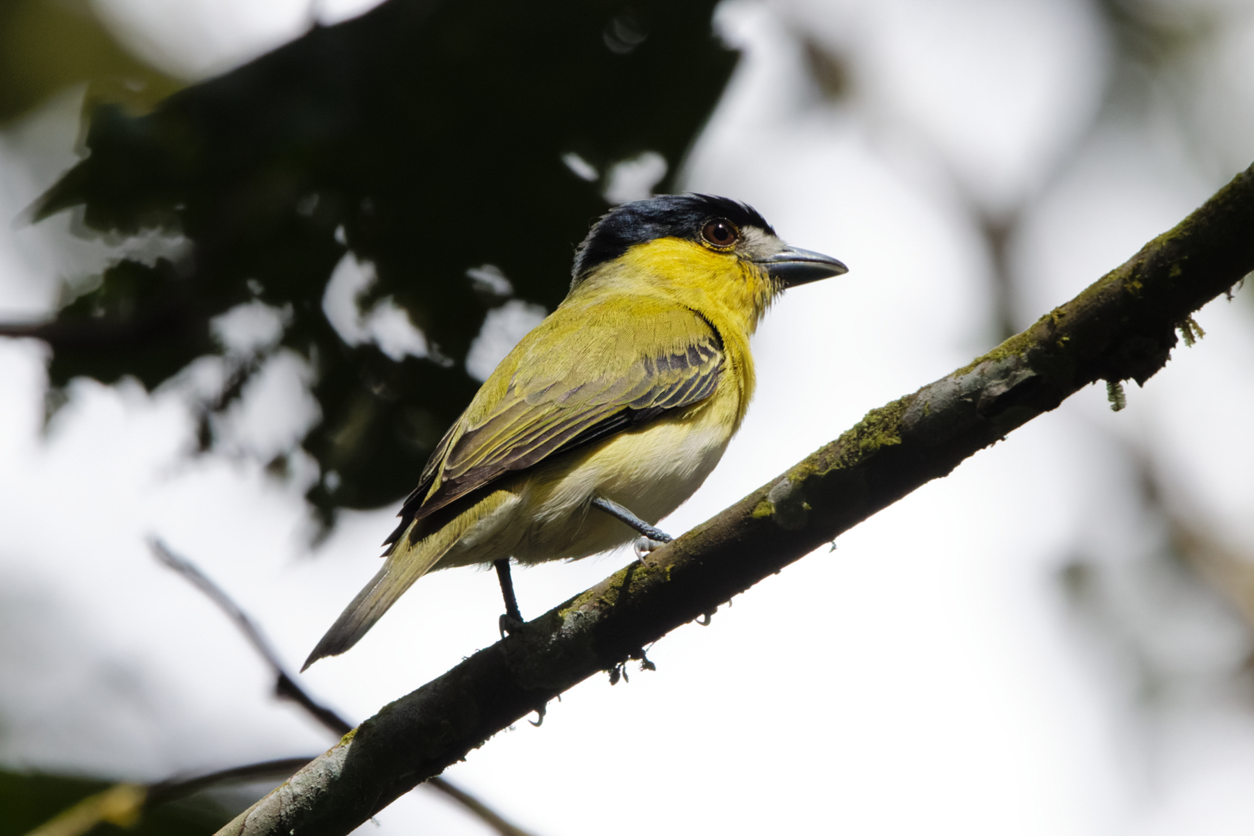 Green-backed Becard (image by Leo Garrigues)