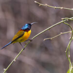 Green-tailed Sunbird (image by Mike Watson)