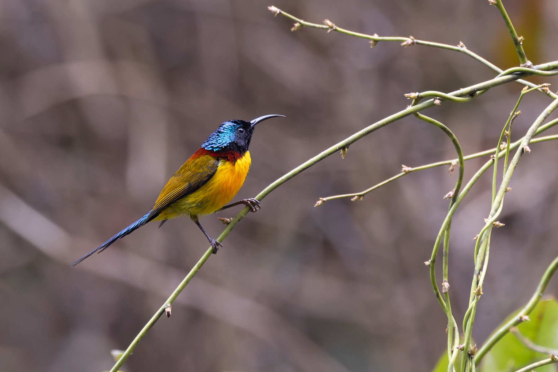 Green-tailed Sunbird (image by Mike Watson)