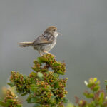Grey-backed Cisticola (image by Mark Beaman)