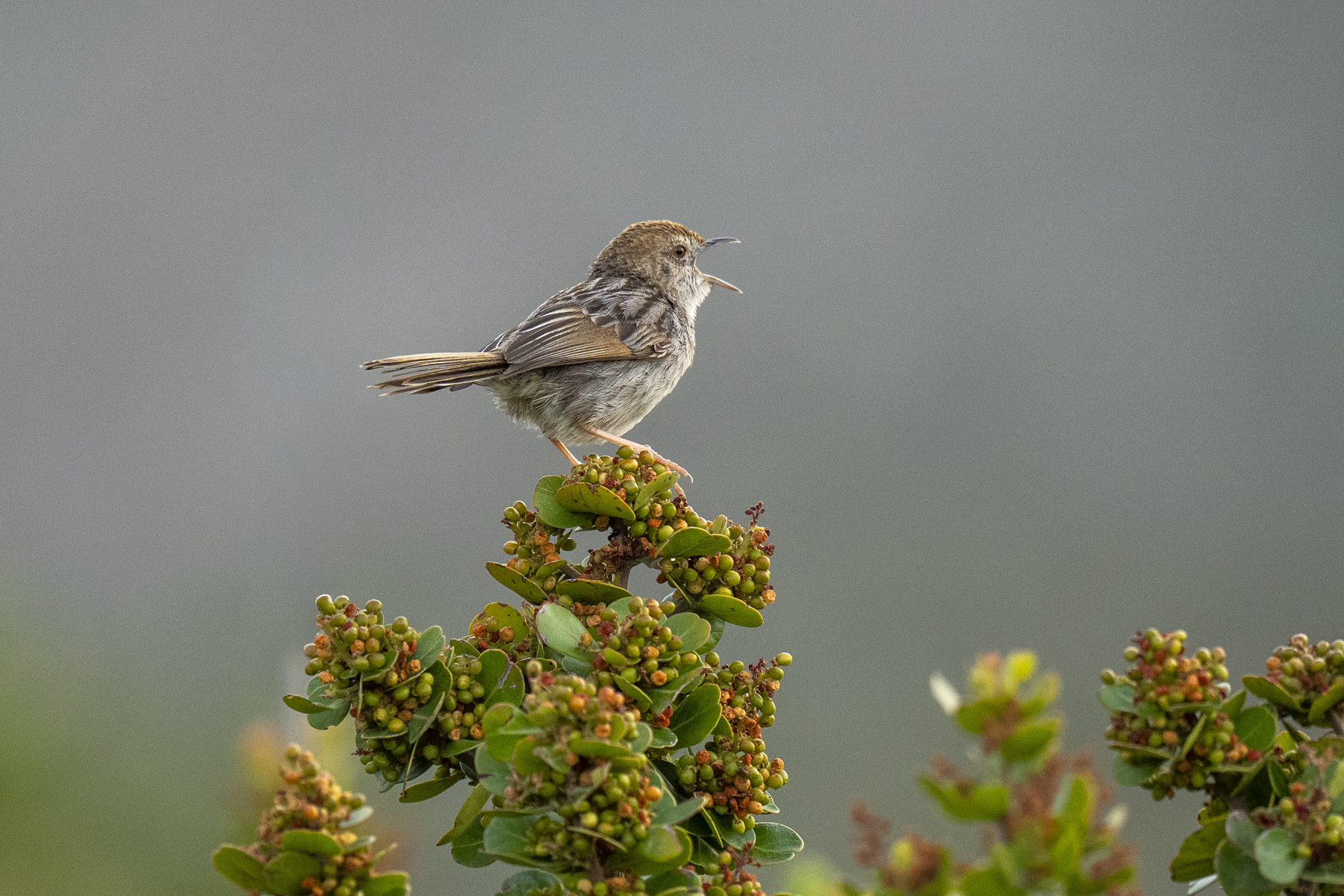 Grey-backed Cisticola (image by Mark Beaman)