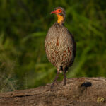 Grey-breasted Spurfowl (image by Nik Borrow)