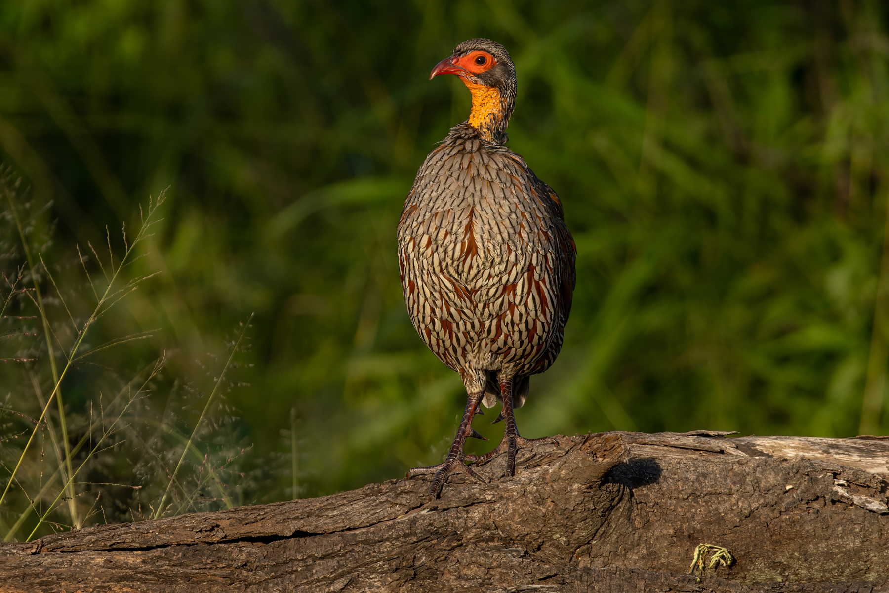 Grey-breasted Spurfowl (image by Nik Borrow)