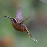 Grey-chinned Hermit (image by Leo Garrigues)