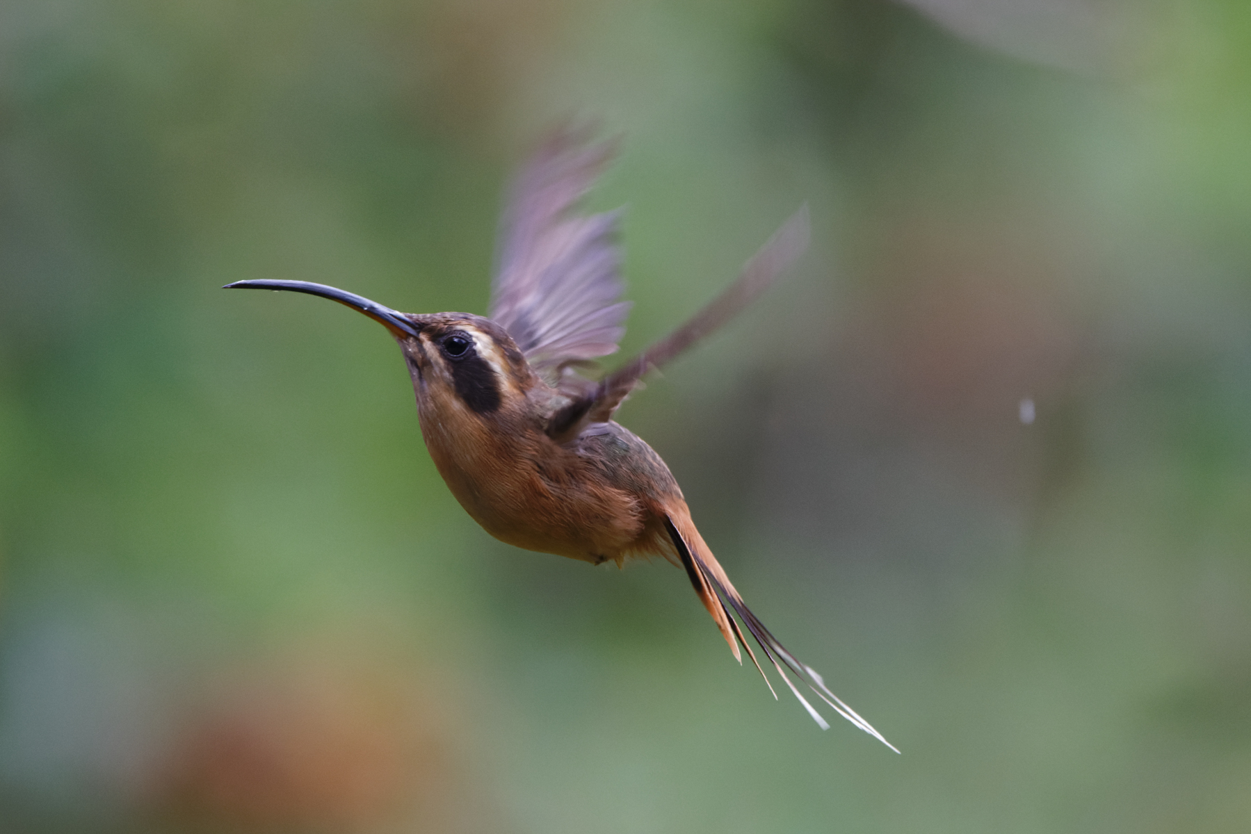 Grey-chinned Hermit (image by Leo Garrigues)