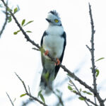Grey-crested Helmetshrike (image by Nik Borrow)