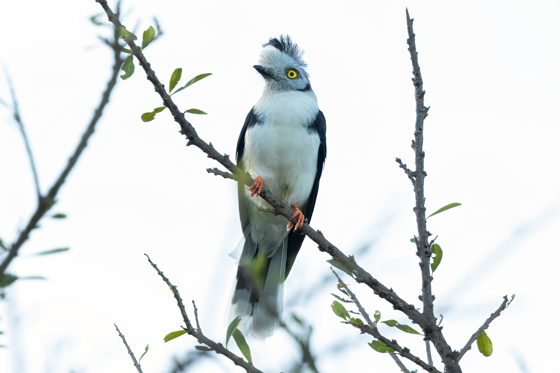 Grey-crested Helmetshrike (image by Nik Borrow)