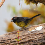 Grey-eared Brushfinch (image by Leo Garrigues)