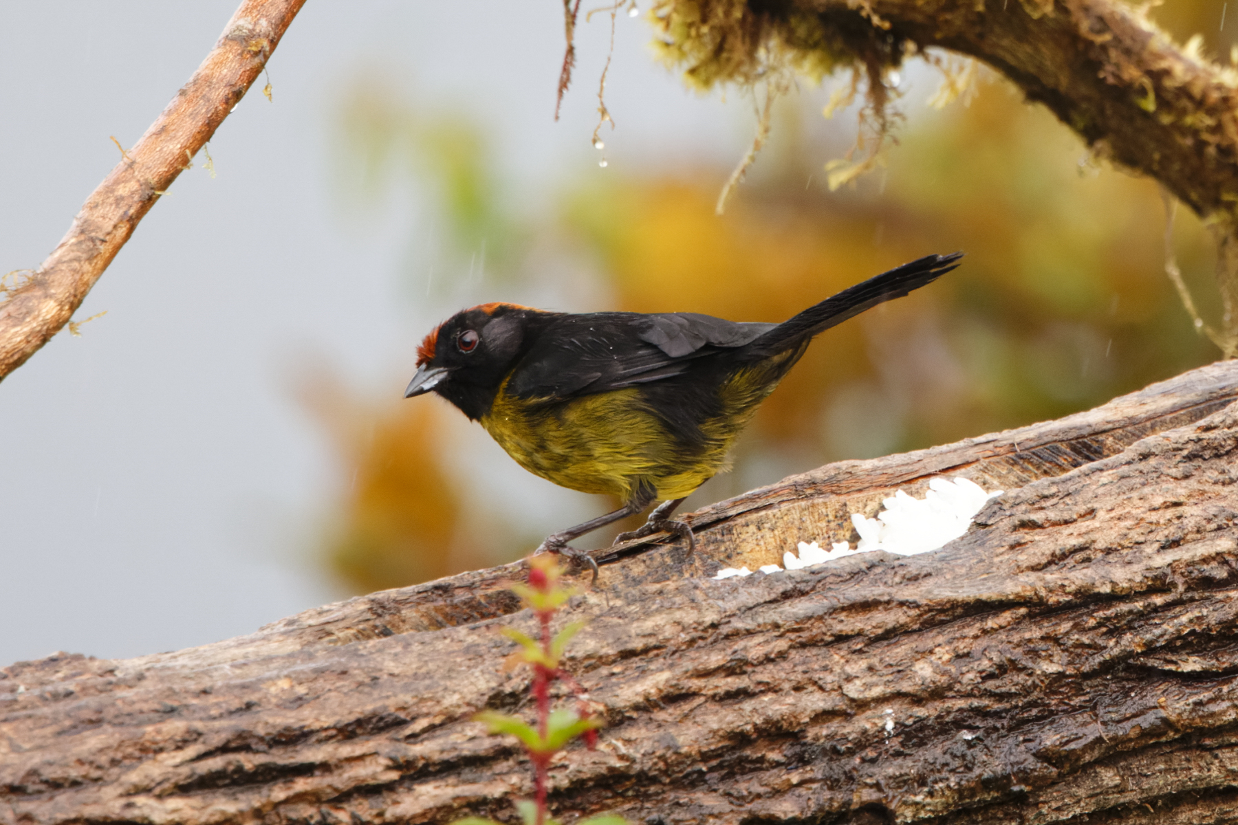 Grey-eared Brushfinch (image by Leo Garrigues)