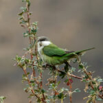Grey-hooded Parakeet (image by Leo Garrigues)