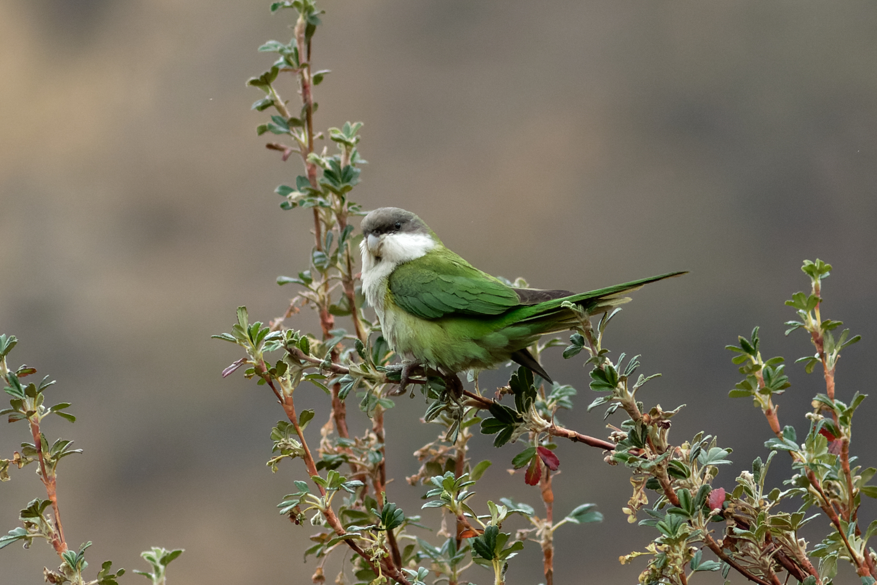 Grey-hooded Parakeet (image by Leo Garrigues)