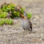 Grey-winged Francolin (image by Mark Beaman)