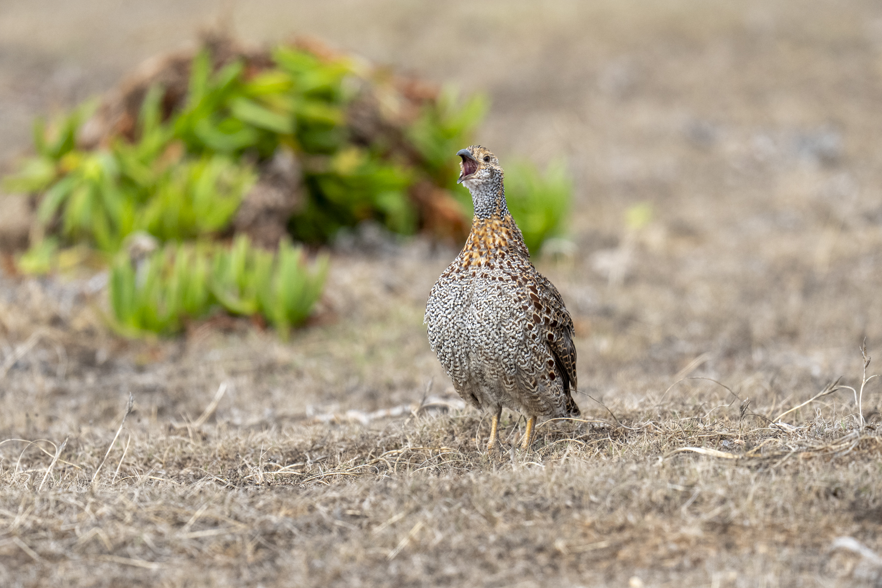 Grey-winged Francolin (image by Mark Beaman)