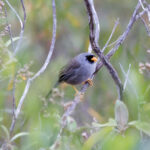 Grey-winged Inca-Finch (image by Leo Garrigues)