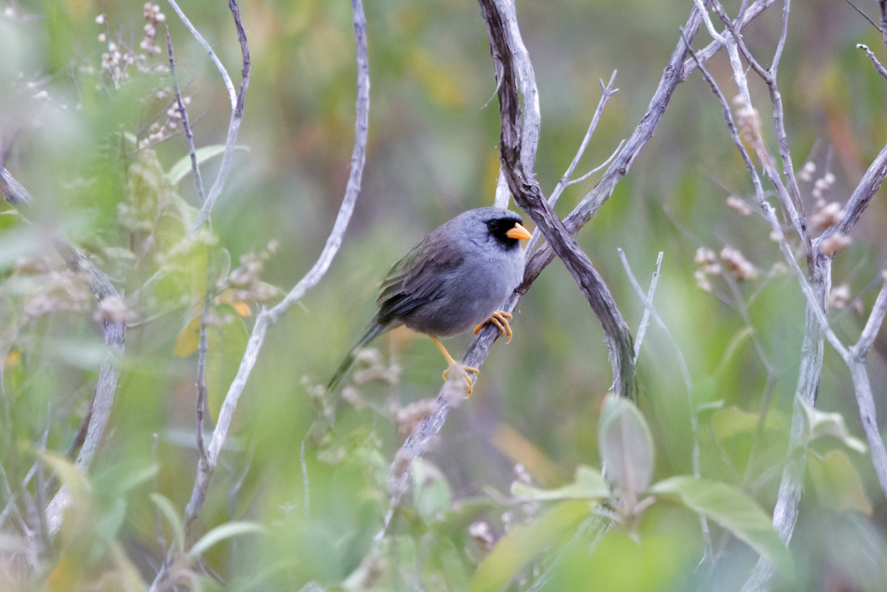 Grey-winged Inca-Finch (image by Leo Garrigues)