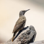 Ground Woodpecker (image by Mark Beaman)