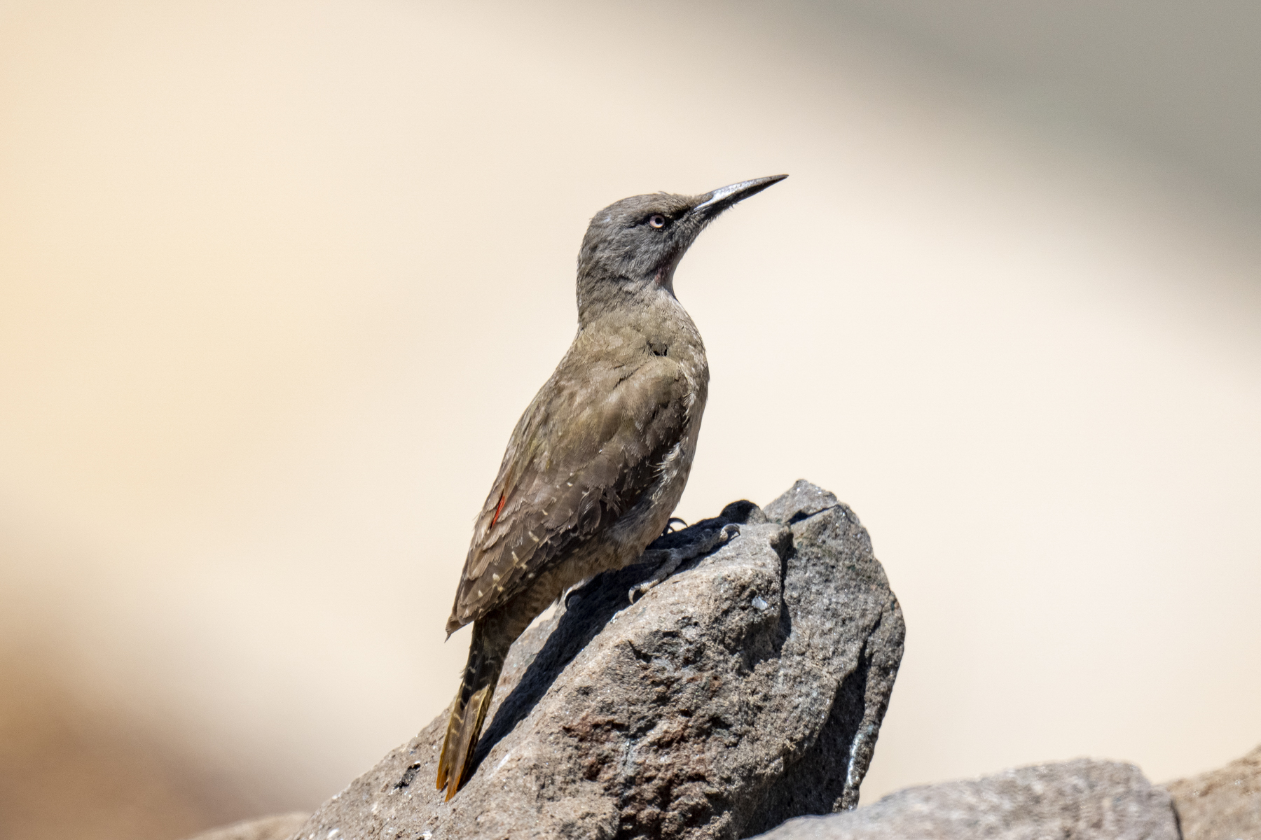 Ground Woodpecker (image by Mark Beaman)