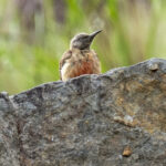 Ground Woodpecker (image by Mark Beaman)