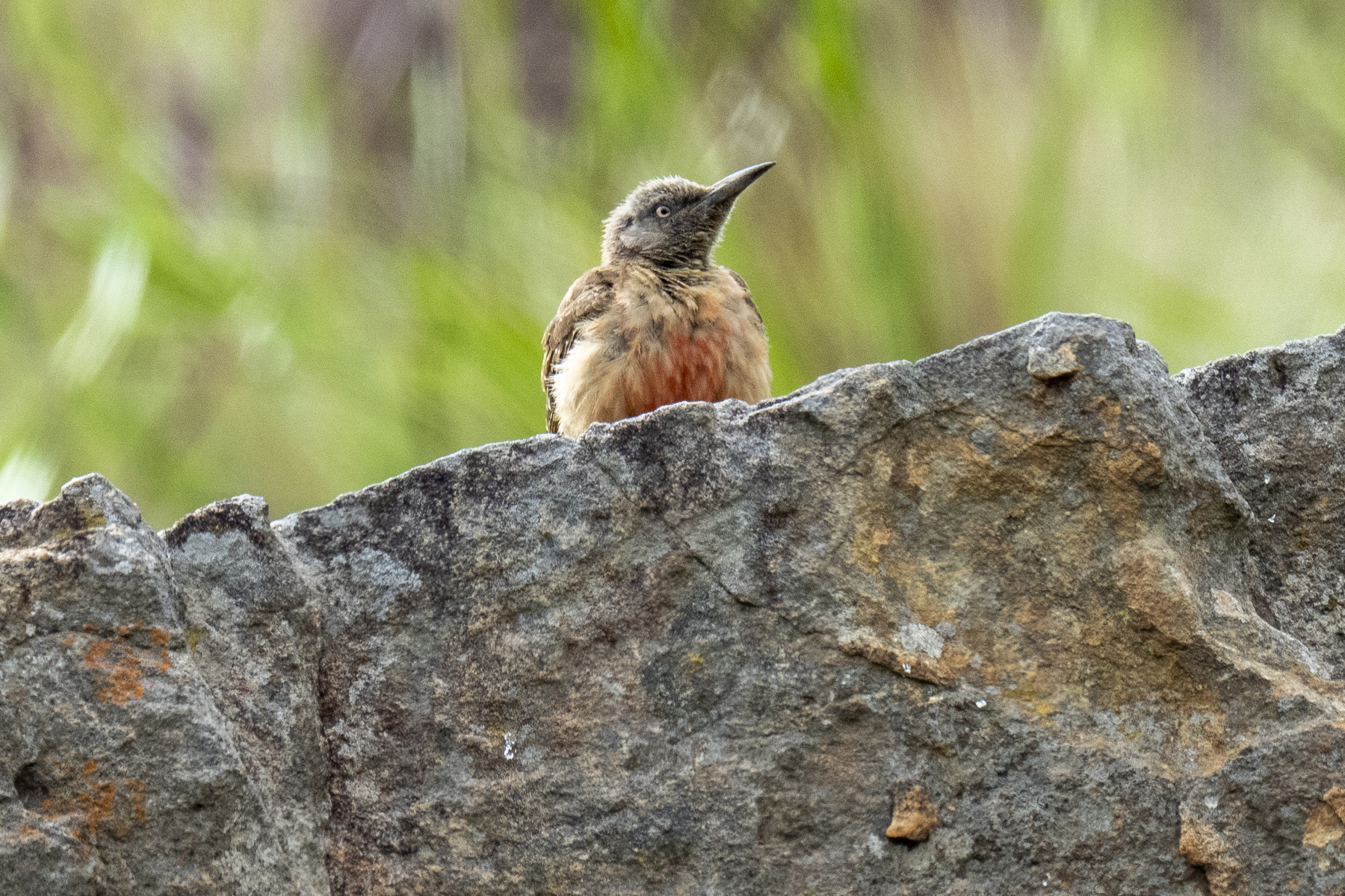 Ground Woodpecker (image by Mark Beaman)