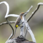 Gurney's Sugarbird (image by Mark Beaman)