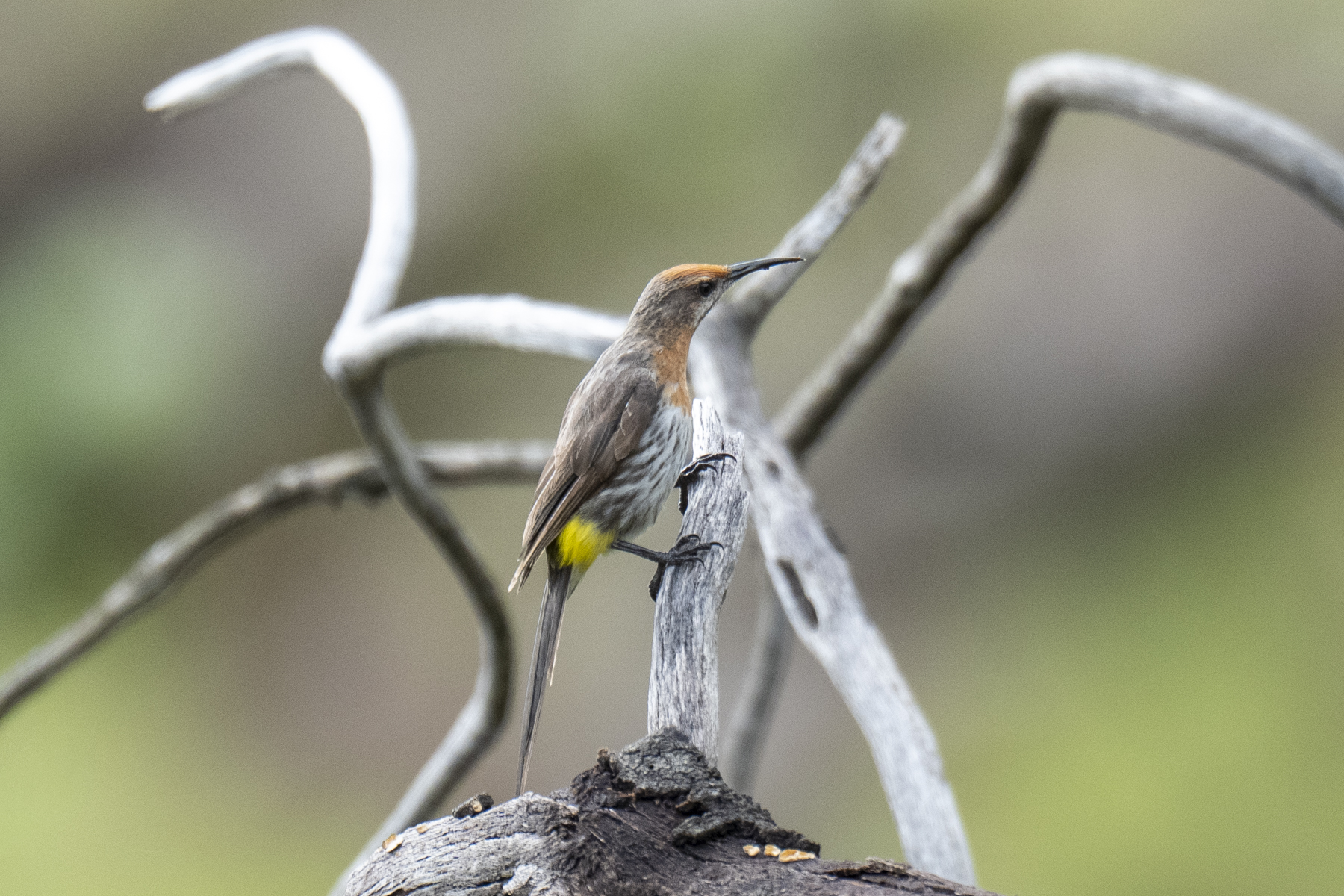Gurney's Sugarbird (image by Mark Beaman)