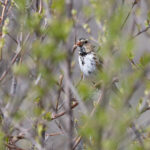 Harris's Sparrow (image by Mike Watson)