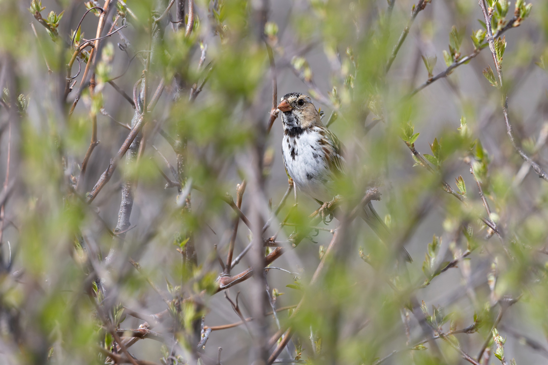 Harris's Sparrow (image by Mike Watson)