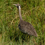 Hartlaub's Bustard (image by Nik Borrow)