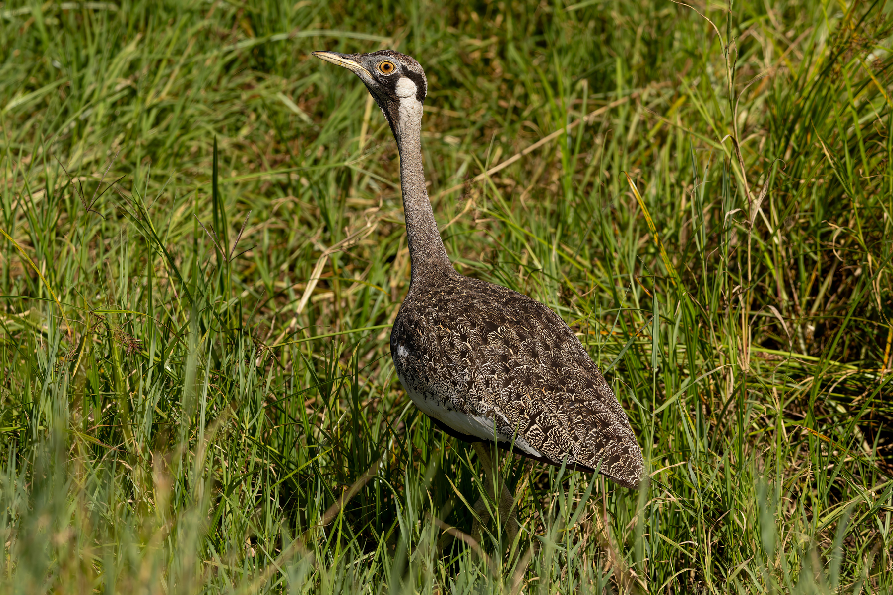 Hartlaub's Bustard (image by Nik Borrow)