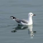 Hartlaub's Gull (image by Mark Beaman)