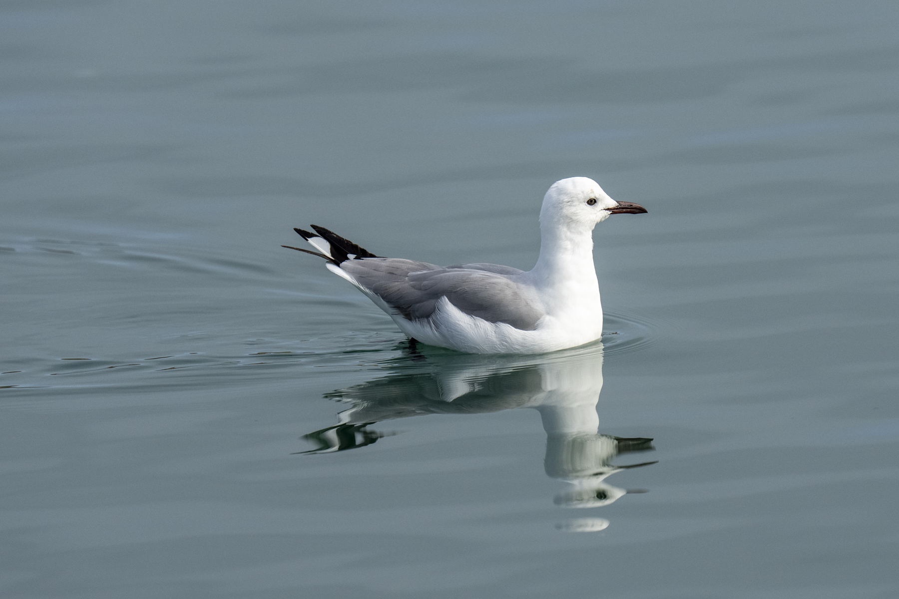 Hartlaub's Gull (image by Mark Beaman)