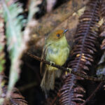 Hazel-fronted Pygmy Tyrant (image by Leo Garrigues)