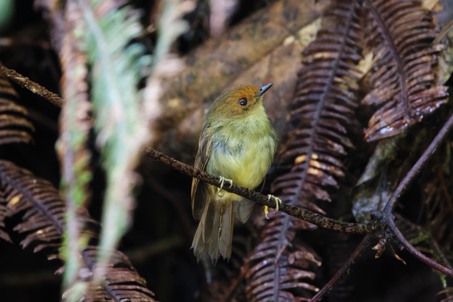Hazel-fronted Pygmy Tyrant (image by Leo Garrigues)