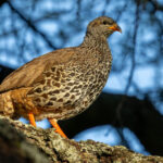 Hildebrandt's Spurfowl (image by Nik Borrow)