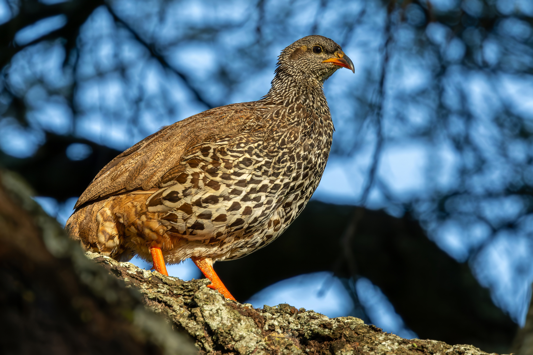 Hildebrandt's Spurfowl (image by Nik Borrow)