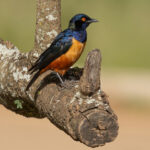 Hildebrandt's Starling (image by Nik Borrow)